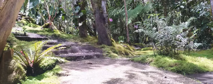 Tour de flores en Medellín