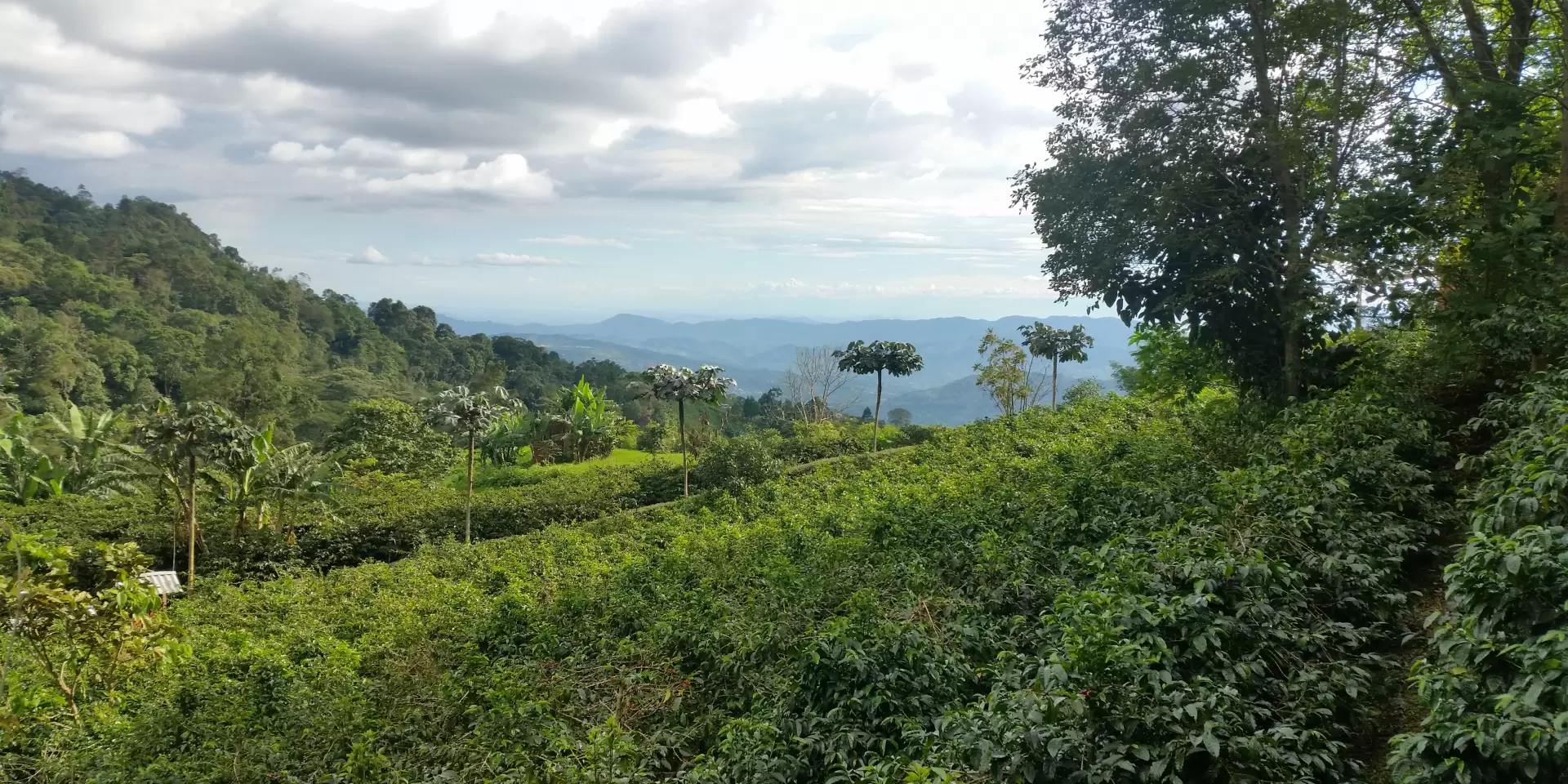 Tour del café en Bogotá