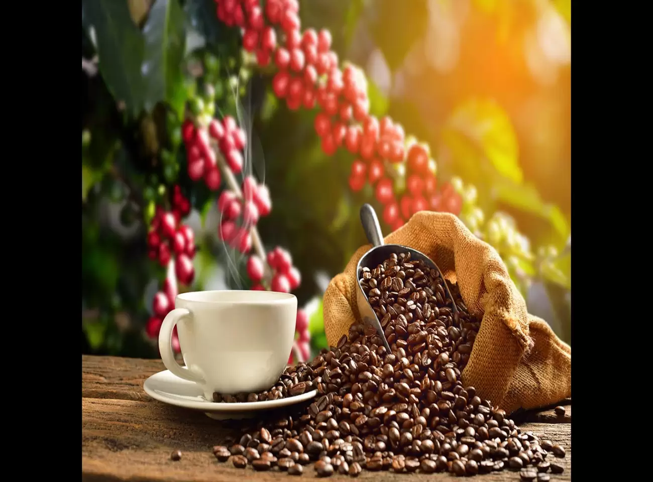 Tour del café en Bogotá