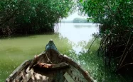 Tour a los manglares en La Boquilla Cartagena
