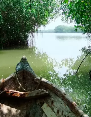 Tour a los manglares en La Boquilla