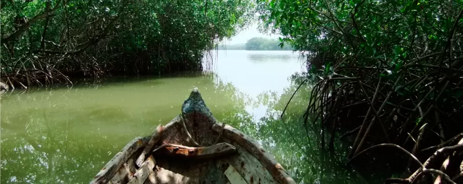 Tour en canoa por los manglares de Cartagena