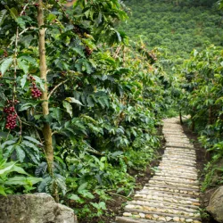 Plantación de café