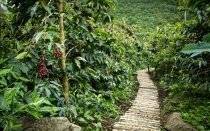 Plantación de café cerca a Bogotá