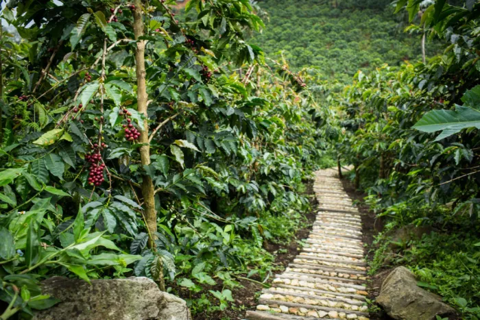 Plantación de café
