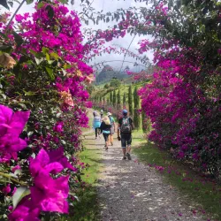 Walking to Cocora Valley