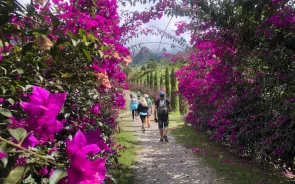 Walking to Cocora Valley