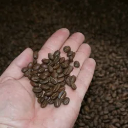 Coffee tour from Bogota