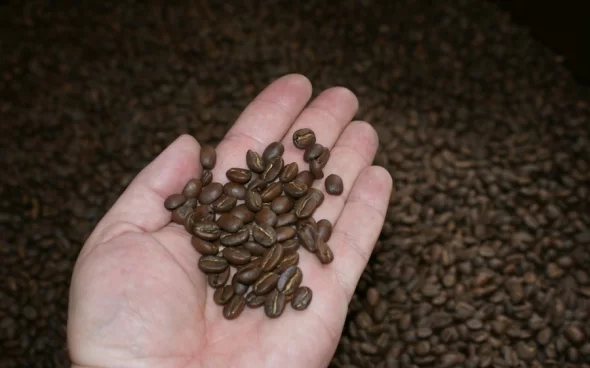 Coffee tour from Bogota