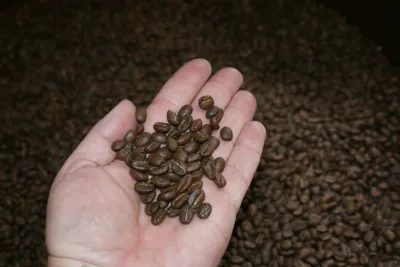 Granos de café