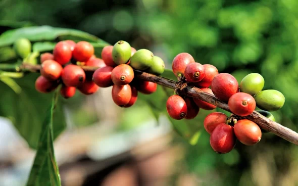 Granos maduros de café