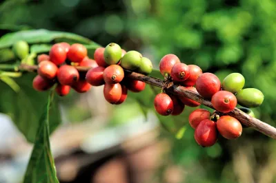 Granos de café