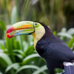 Tour Reserva Bioparque