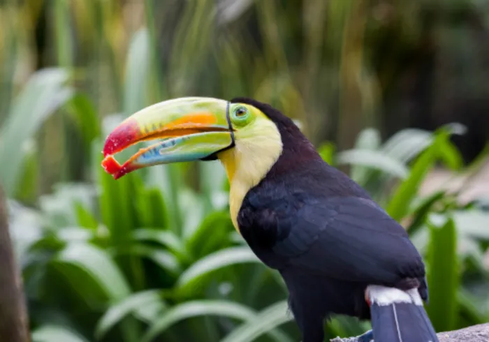 Tucán en reserva ecológica