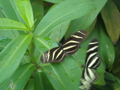 Pareja de mariposas
