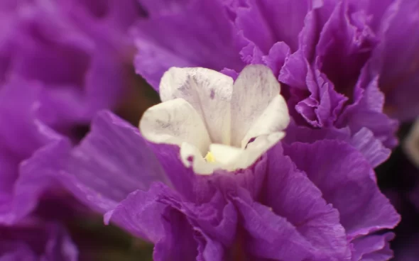 Visita al jardín botánico de Bogotá
