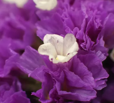 Colombian flora and fauna