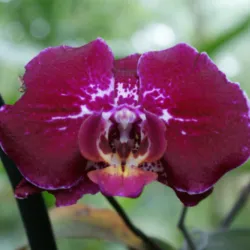 Visita al jardín botánico de Bogotá
