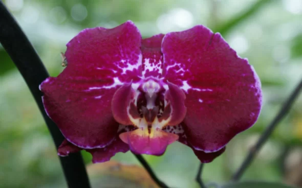 Visita al jardín botánico de Bogotá