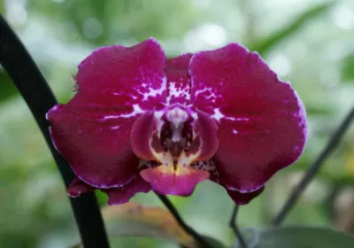 Orchids