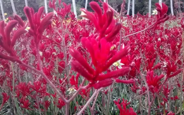 Visita al jardín botánico de Bogotá