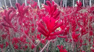 Colombian flowers