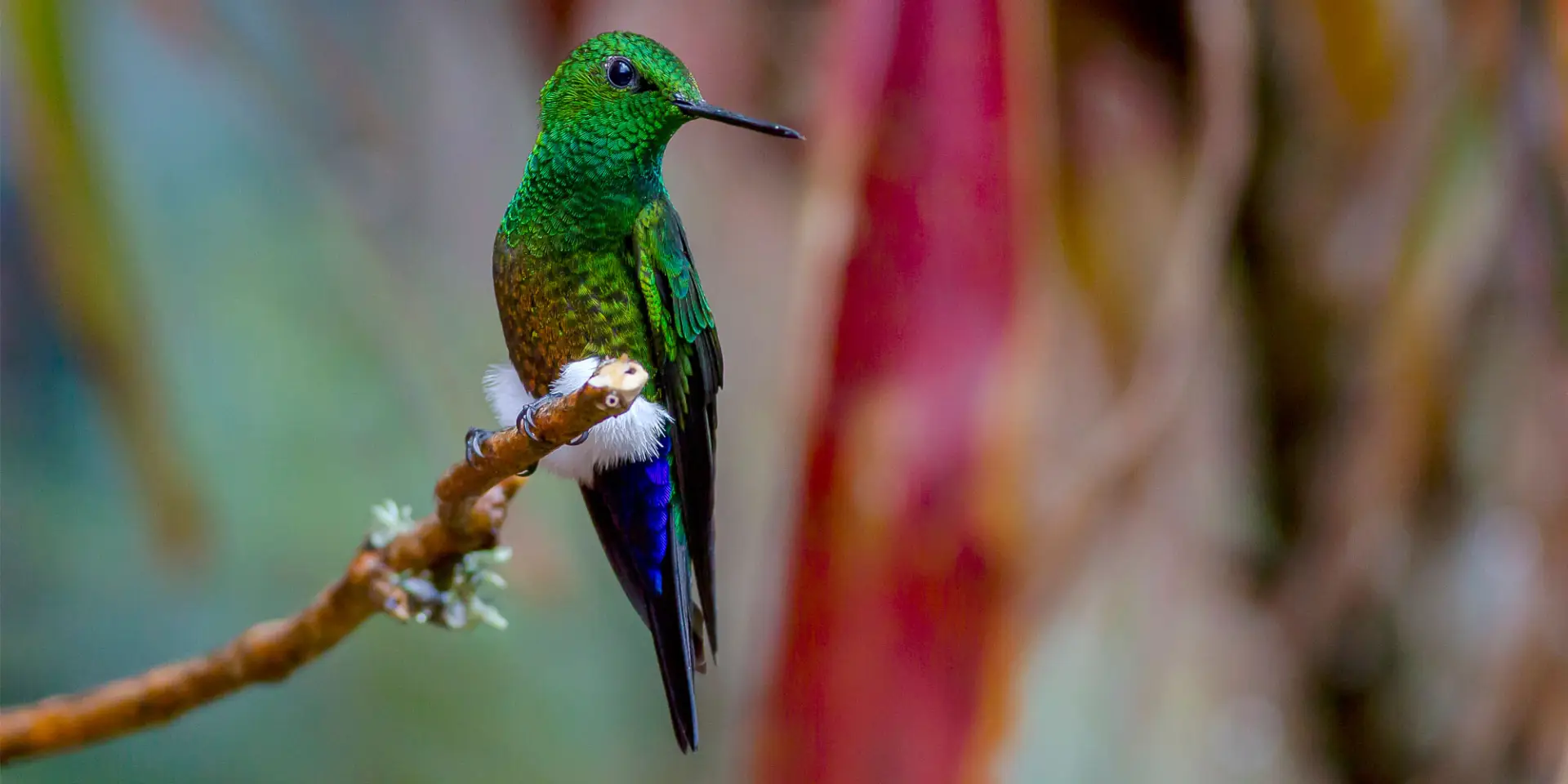 Avistamiento de aves cerca Bogotá