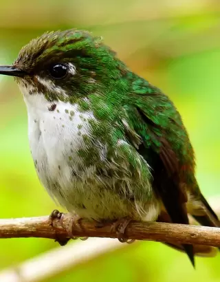 Tour en parque natural Chicaque